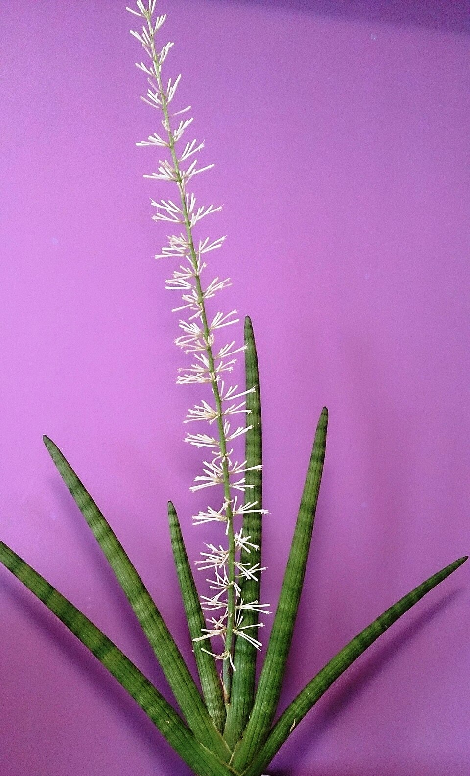 Angolensis dragon tree (Dracaena angolensis)