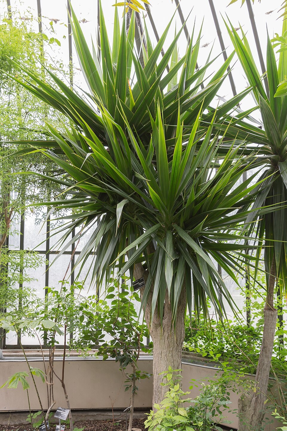 Arborea dragon tree (Dracaena arborea)