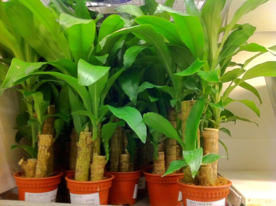 Real photograph of Dracaena Fragrans (Dracaena fragrans)