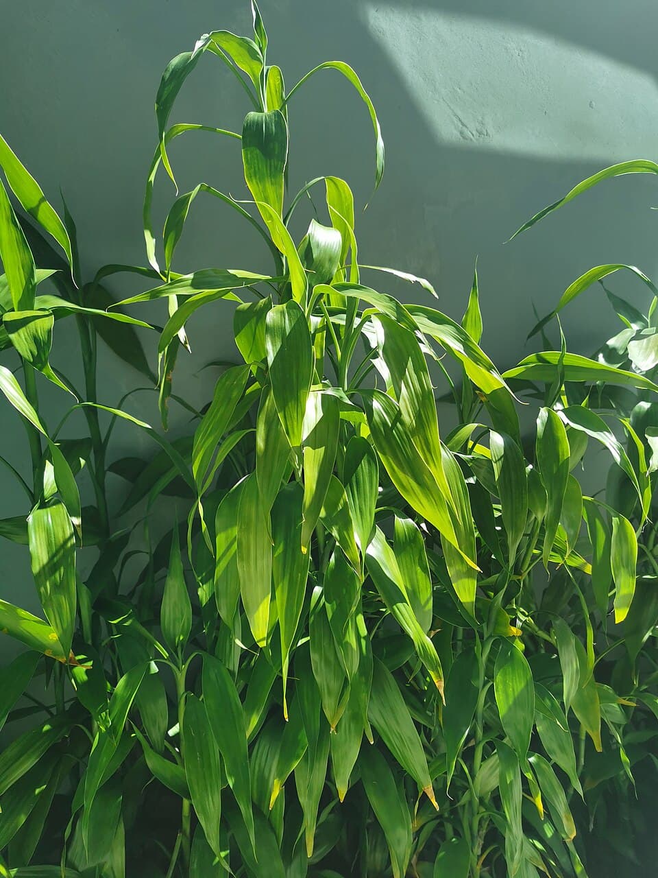 Real photograph of Dracaena Sanderiana (Dracaena sanderiana)