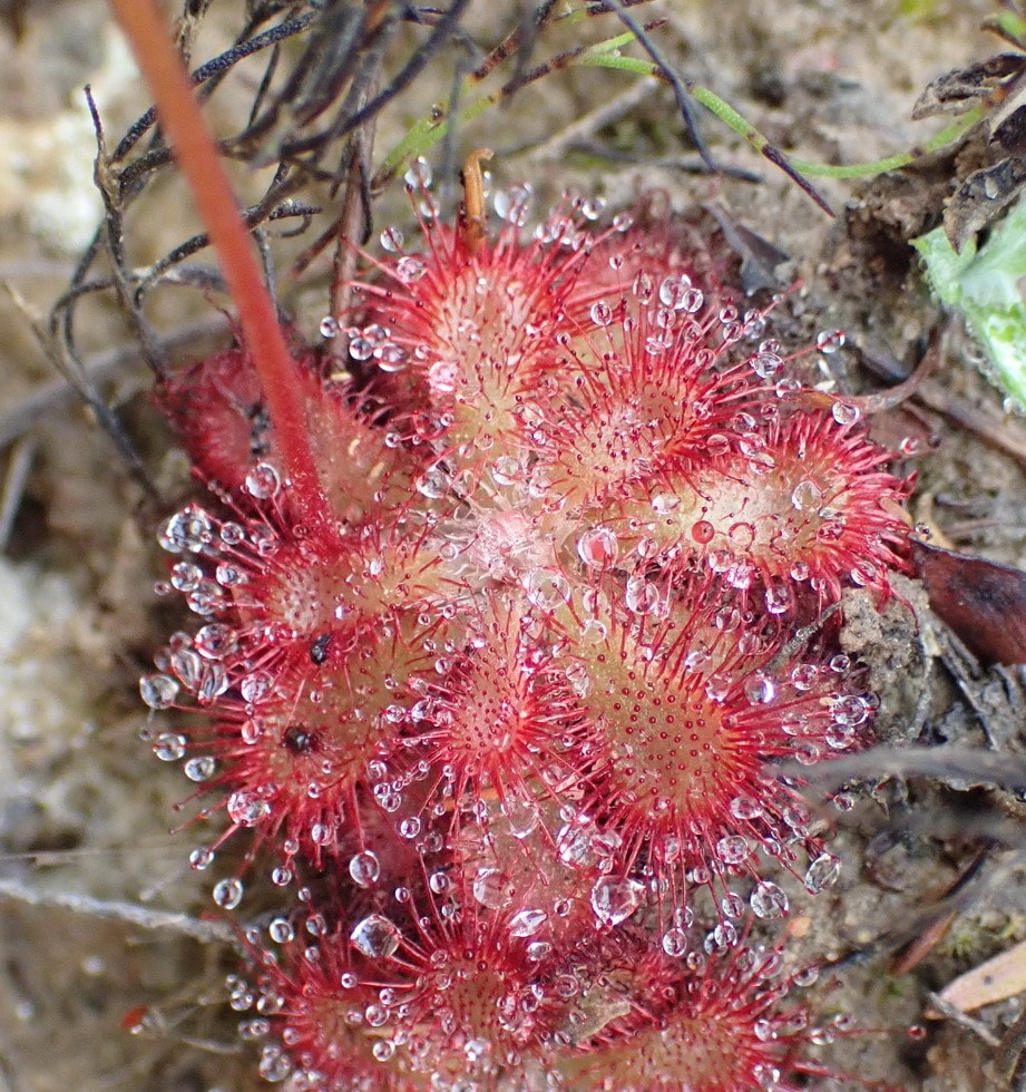 Aliciae sundew (Drosera aliciae)