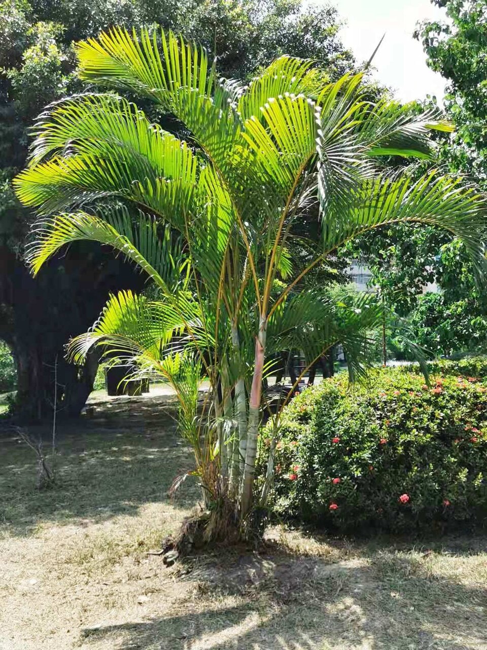 Areca Palm (Dypsis lutescens)
