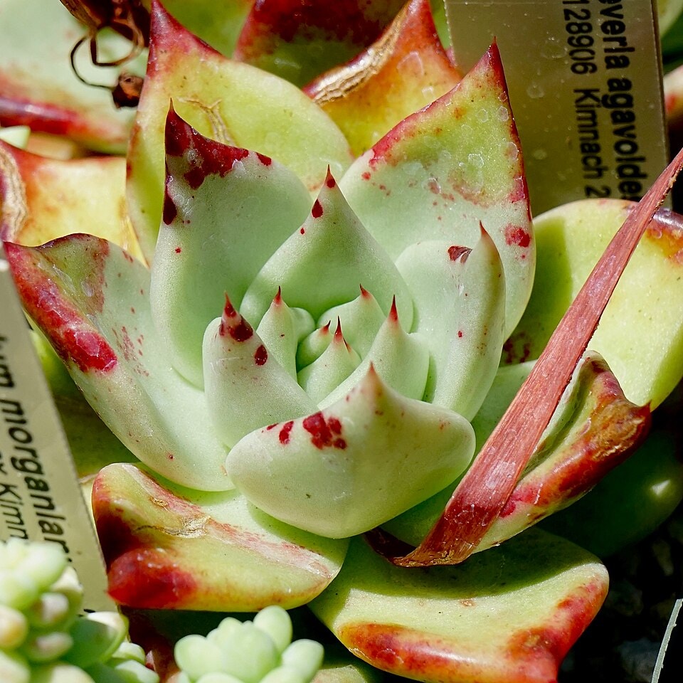 Agavoides echeveria rosette (Echeveria agavoides)