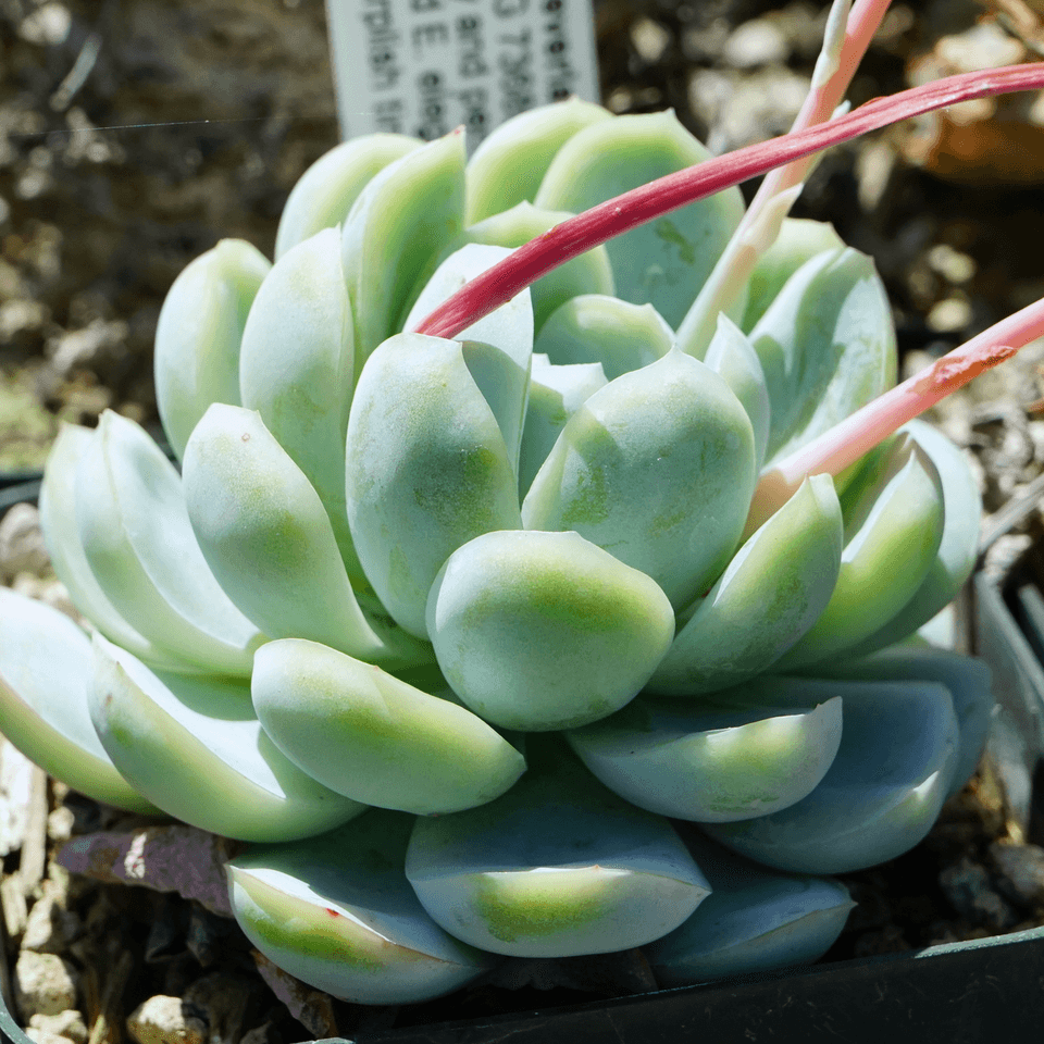 Echeveria Elegans (Echeveria elegans)