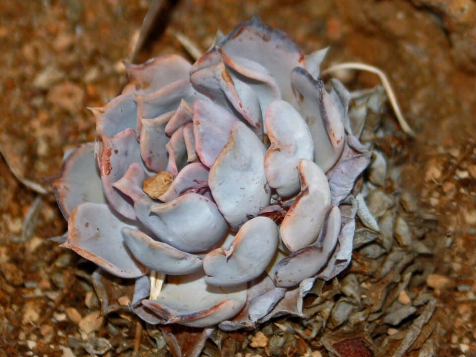 Echeveria Lilacina (Echeveria lilacina)