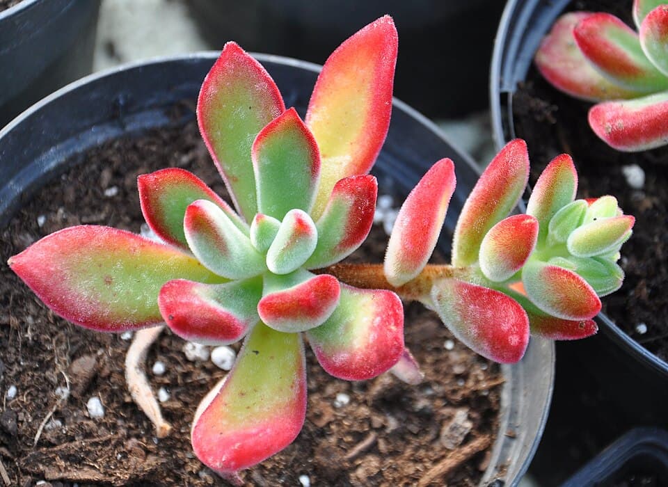Echeveria Pulvinata (Echeveria pulvinata)