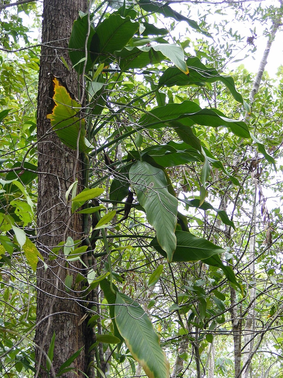 Amplissimum pothos vine (Epipremnum amplissimum)