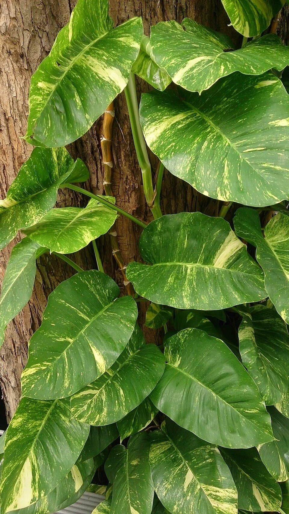 Real photograph of Golden pothos (Epipremnum aureum)