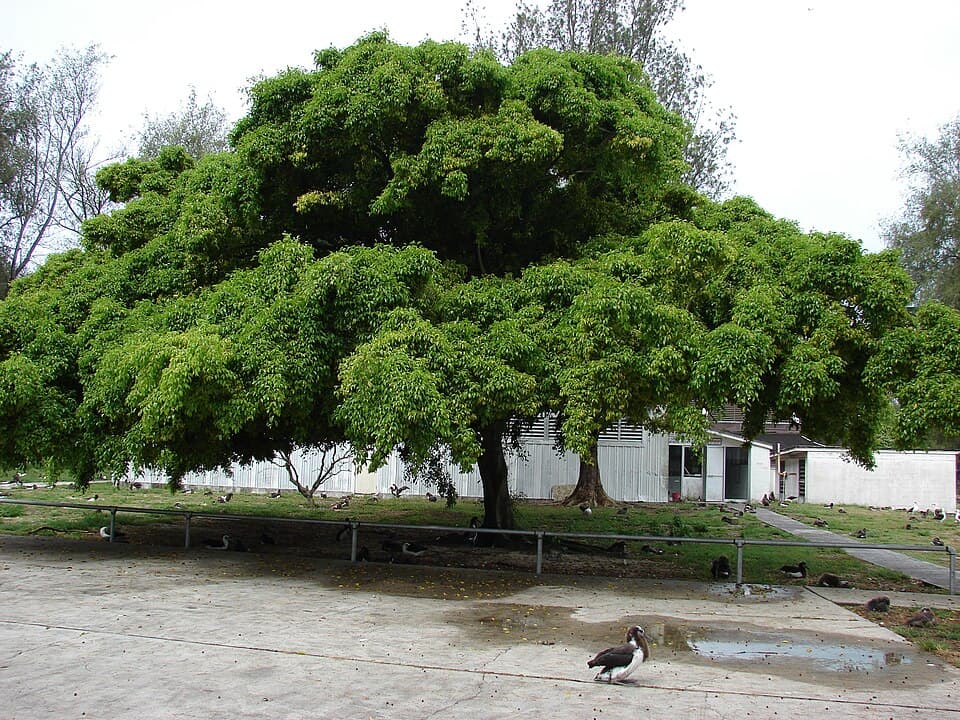 Real photograph of Weeping fig (Ficus benjamina)