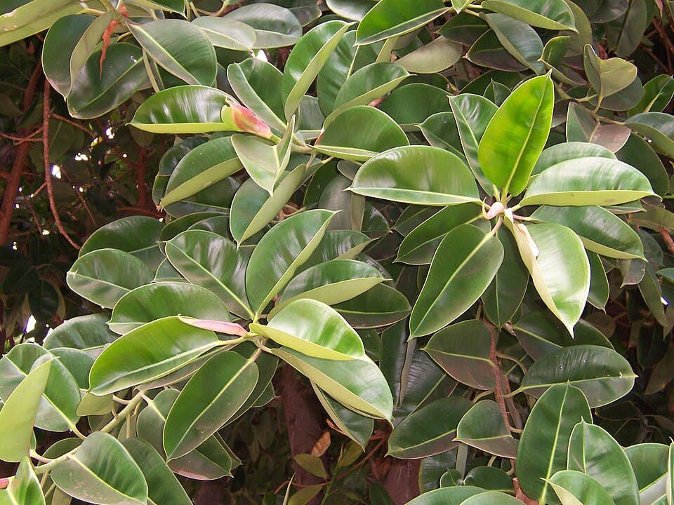 Real photograph of Rubber plant (Ficus elastica)