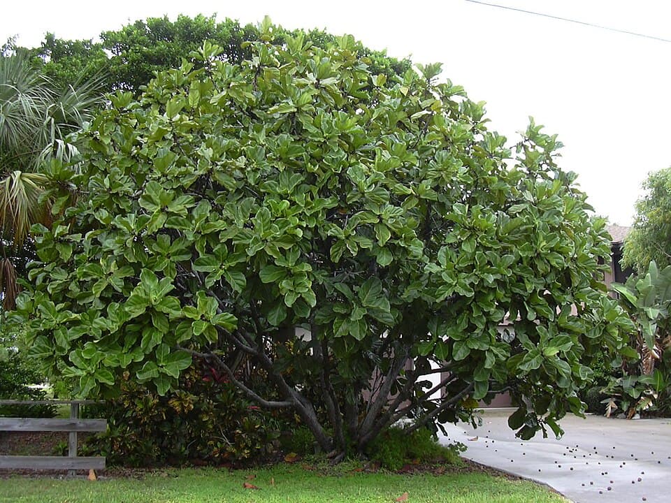 Real photograph of Fiddle-leaf fig (Ficus lyrata)
