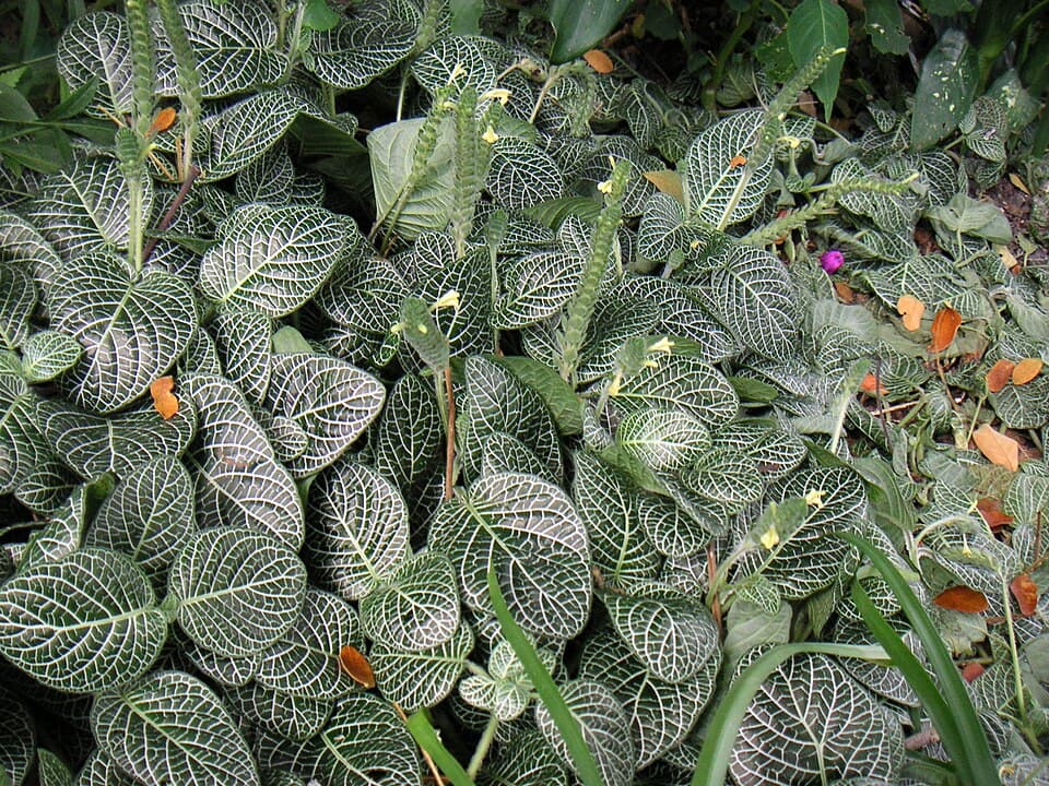 Nerve plant (Fittonia albivenis)