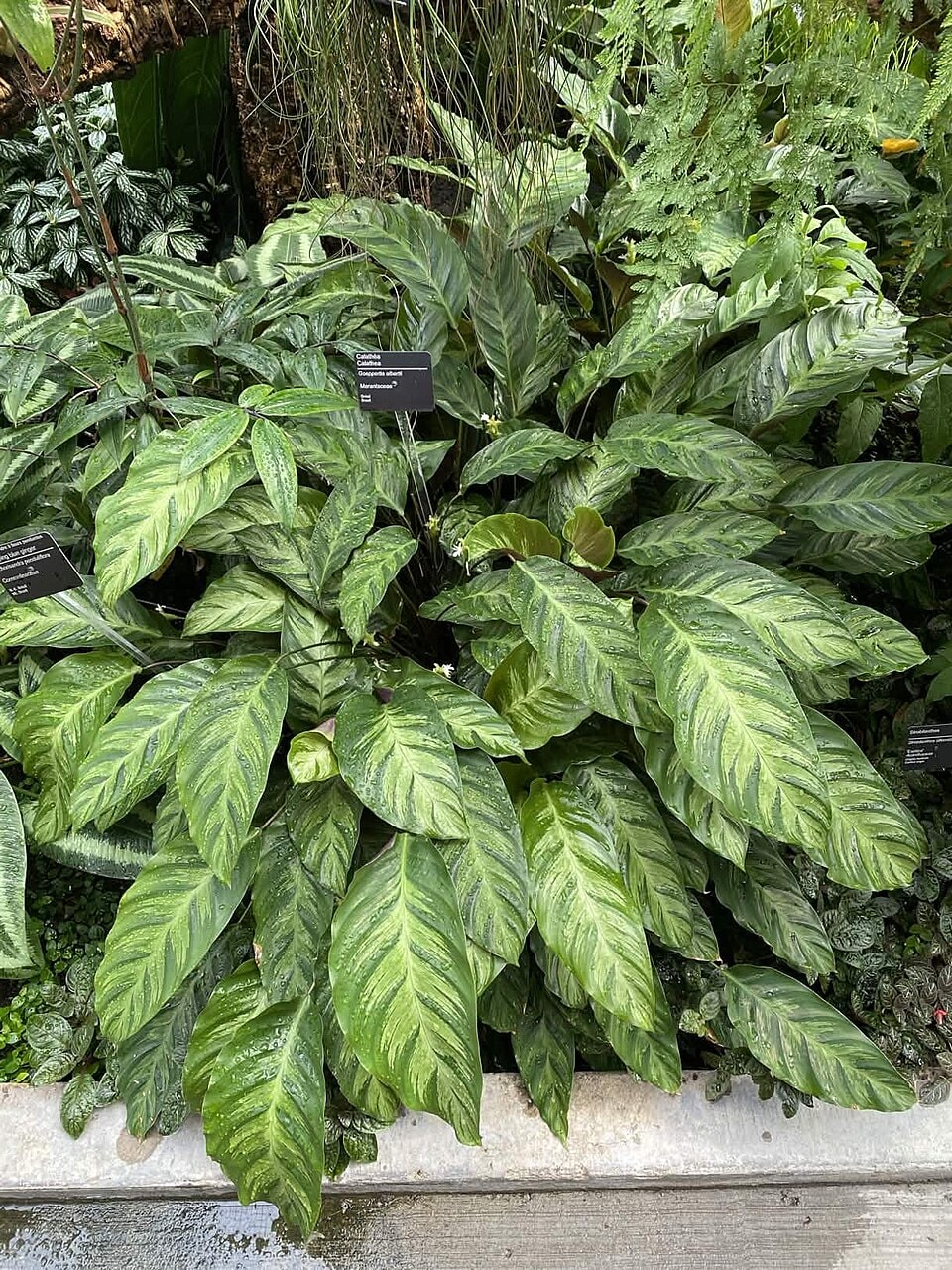 Albertii prayer plant (Goeppertia albertii)