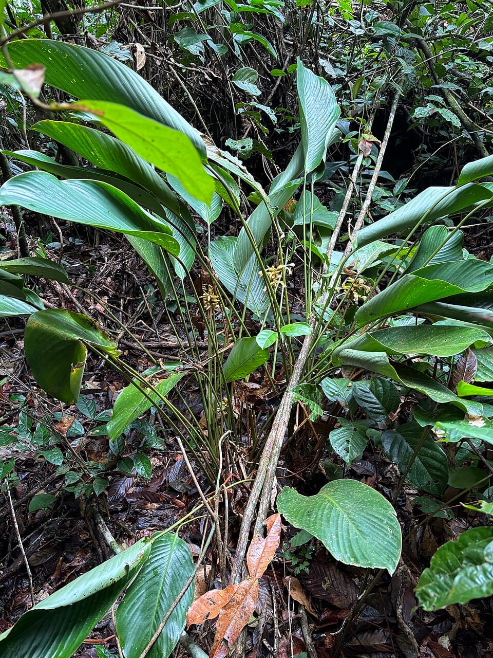 Goeppertia Elliptica (Goeppertia elliptica)