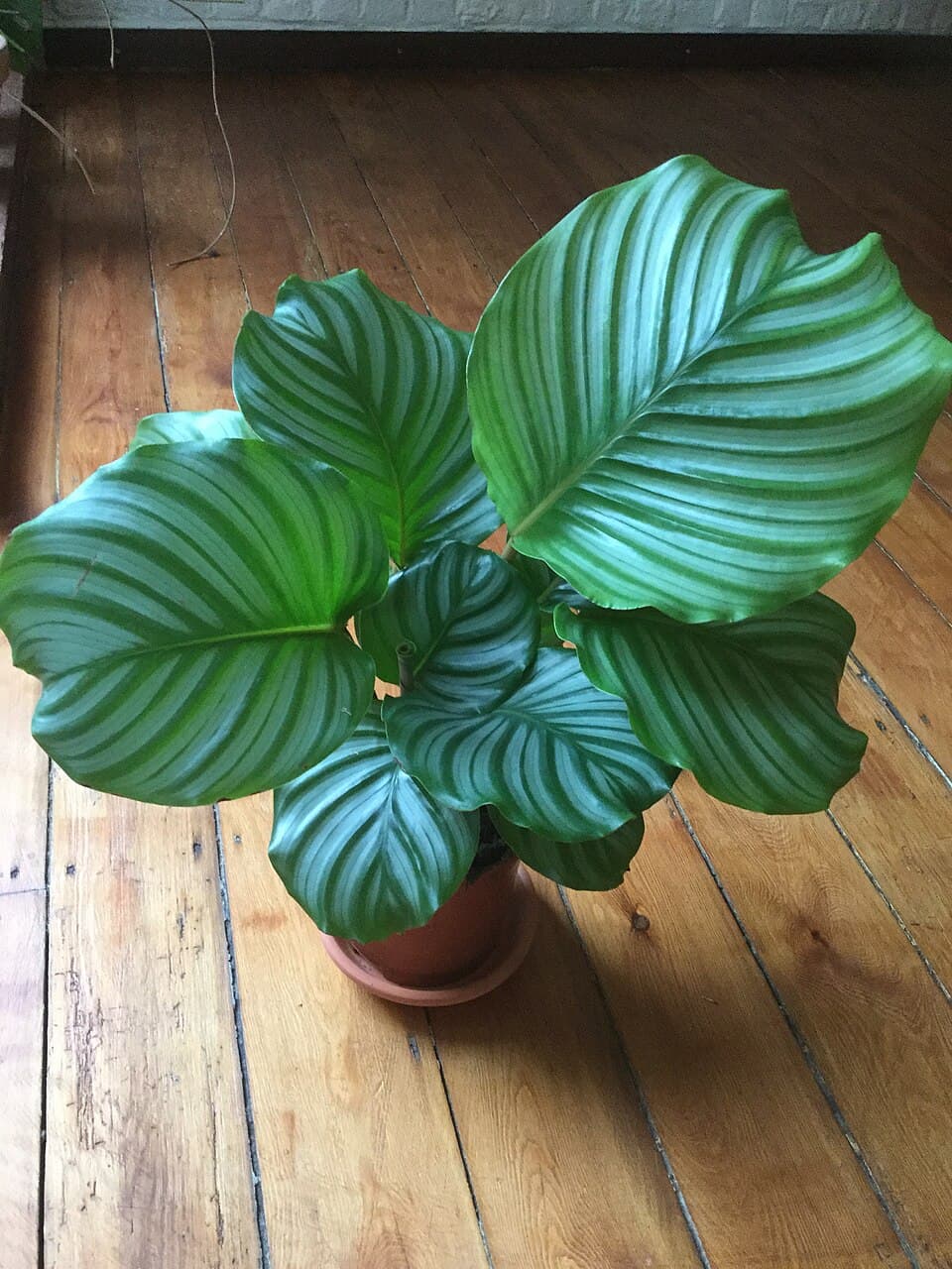 Round-leaf prayer plant (Goeppertia orbifolia)
