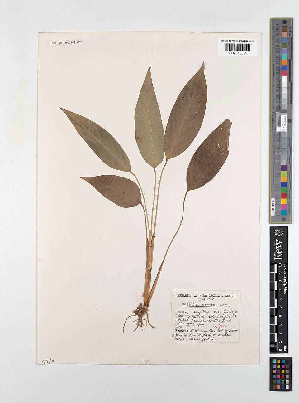Goeppertia Ornata (Goeppertia ornata)