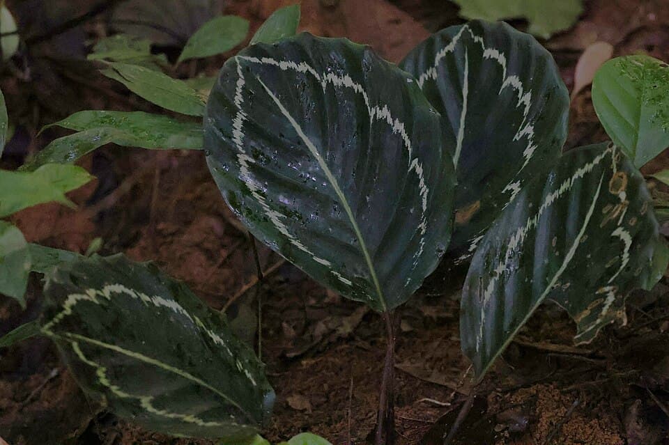 Goeppertia Roseopicta (Goeppertia roseopicta)