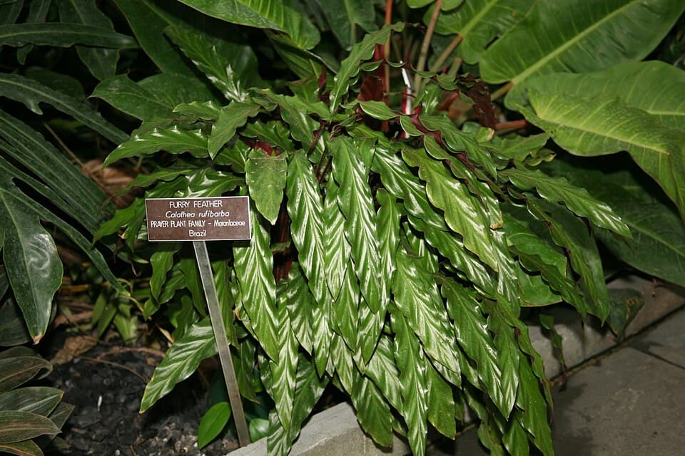 Goeppertia Rufibarba (Goeppertia rufibarba)