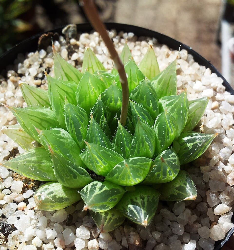 Haworthia Cooperi (Haworthia cooperi)