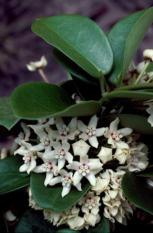 Hoya Australis (Hoya australis)