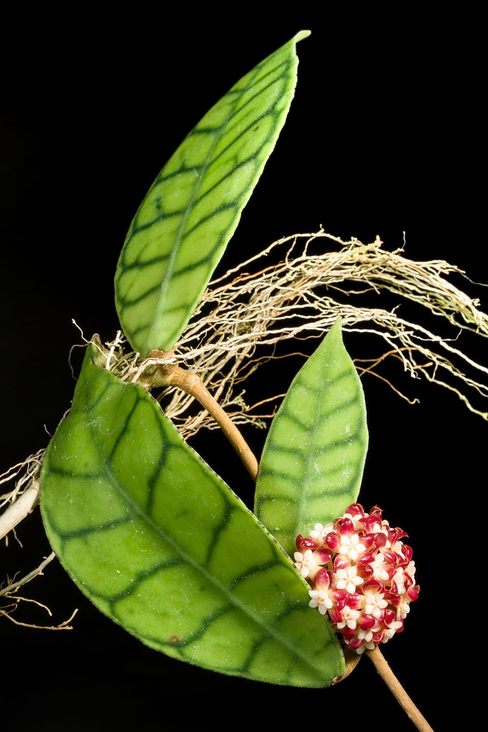 Hoya Callistophylla (Hoya callistophylla)