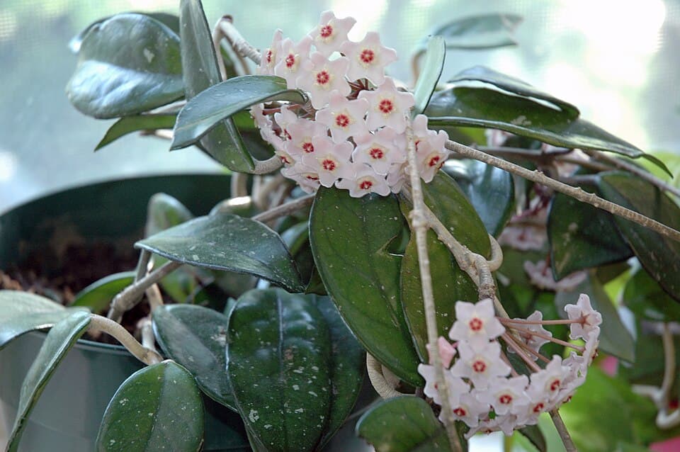 Real photograph of Wax plant (Hoya carnosa)