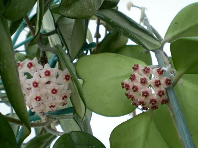 Real photograph of Hoya Kerrii (Hoya kerrii)
