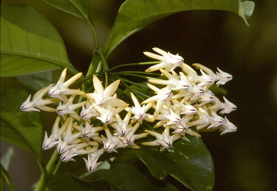 Hoya Multiflora (Hoya multiflora)