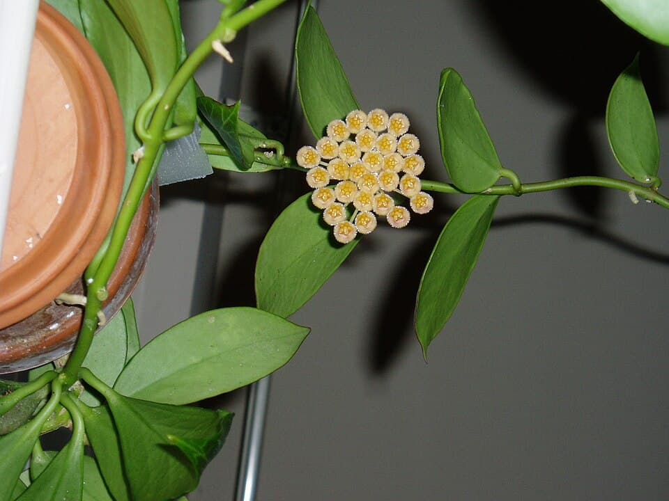 Hoya Obscura (Hoya obscura)