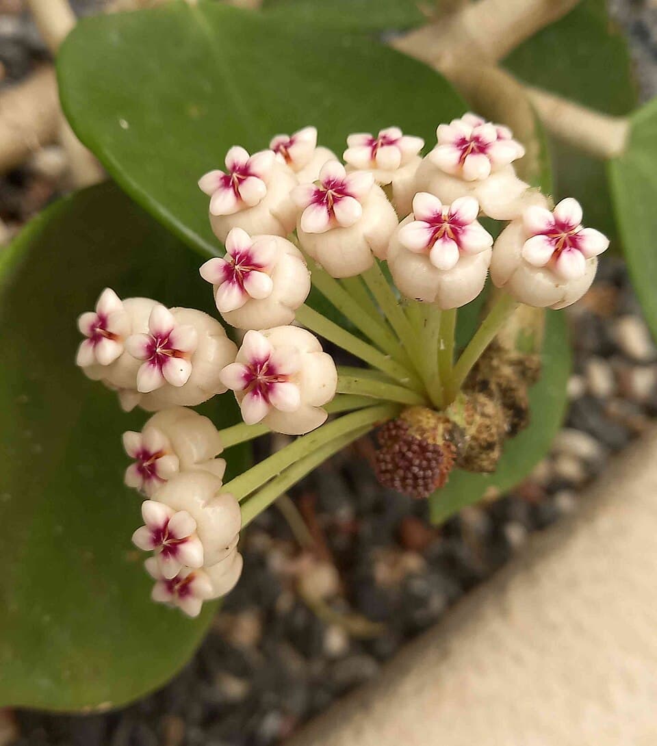 Hoya Pachyclada (Hoya pachyclada)