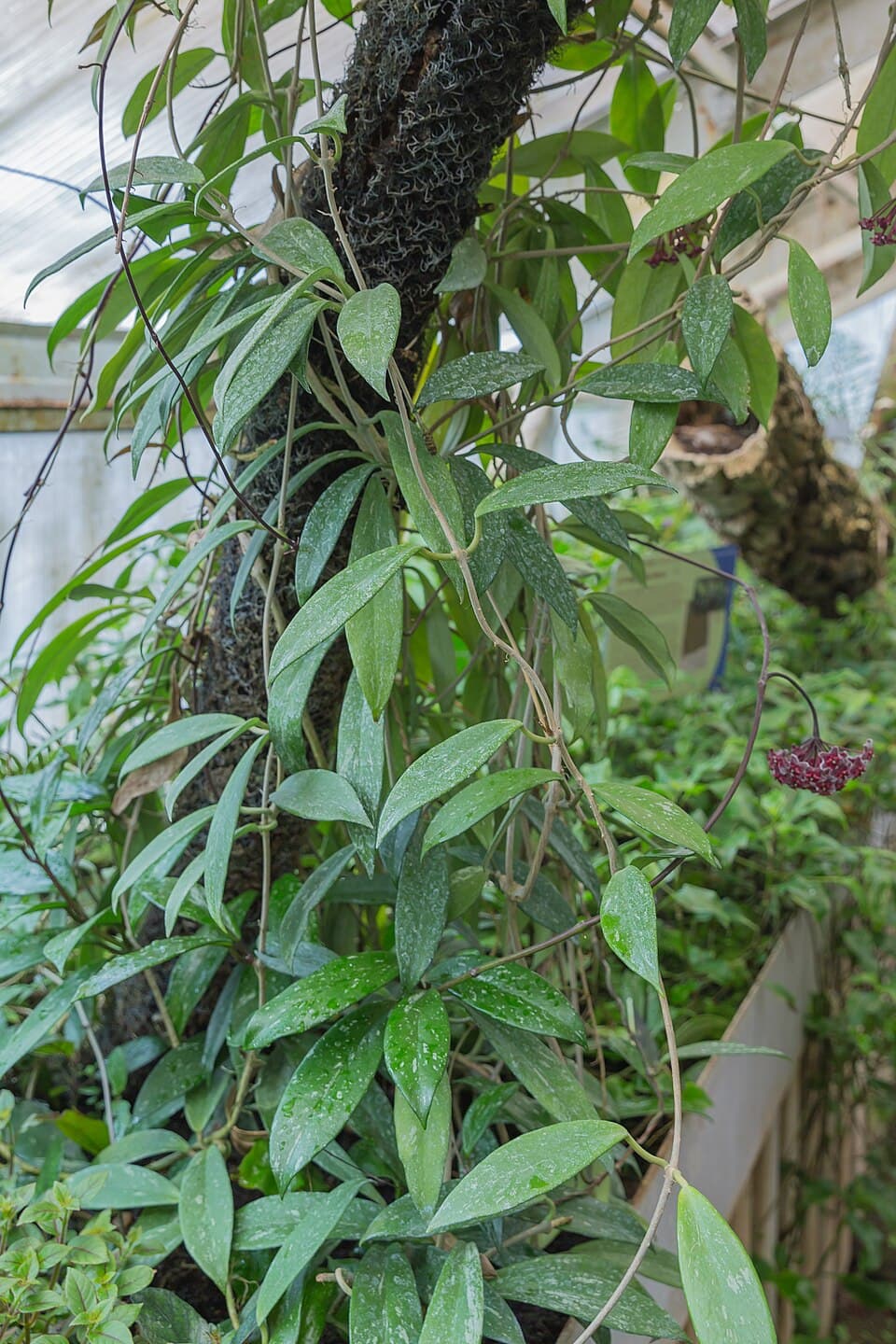 Real photograph of Hoya Pubicalyx (Hoya pubicalyx)