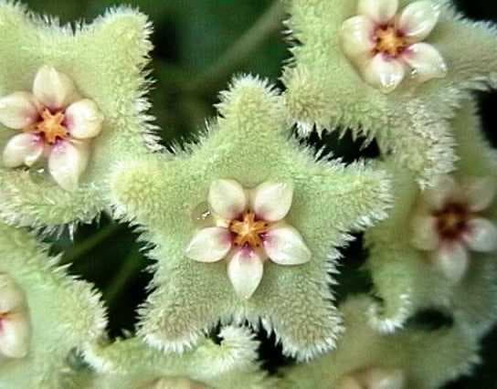 Hoya Serpens (Hoya serpens)