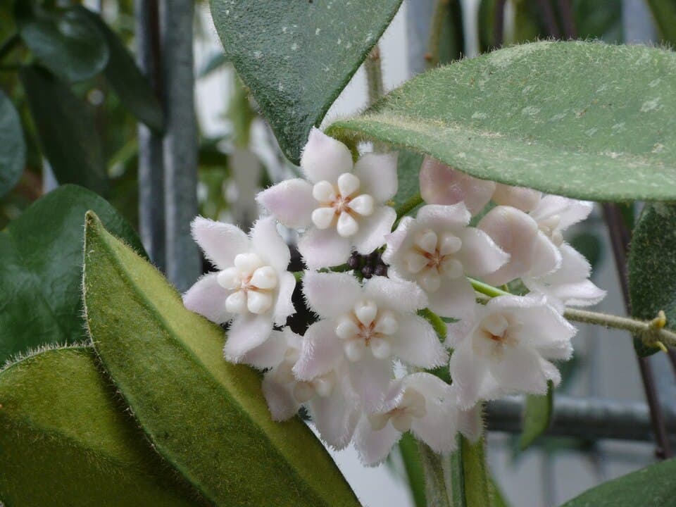 Hoya Thomsonii (Hoya thomsonii)