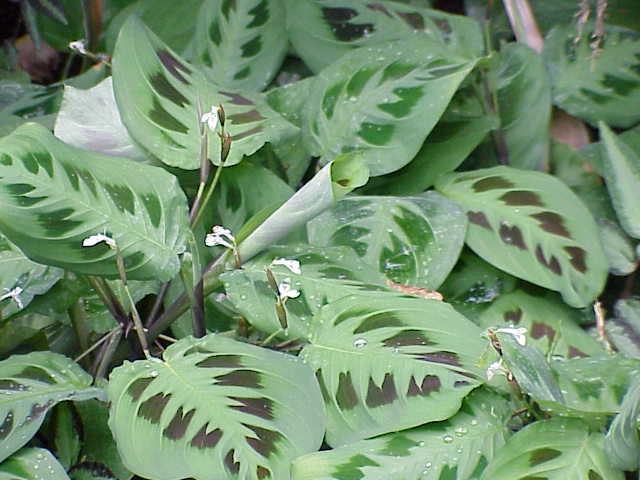 Real photograph of Prayer plant (Maranta leuconeura)