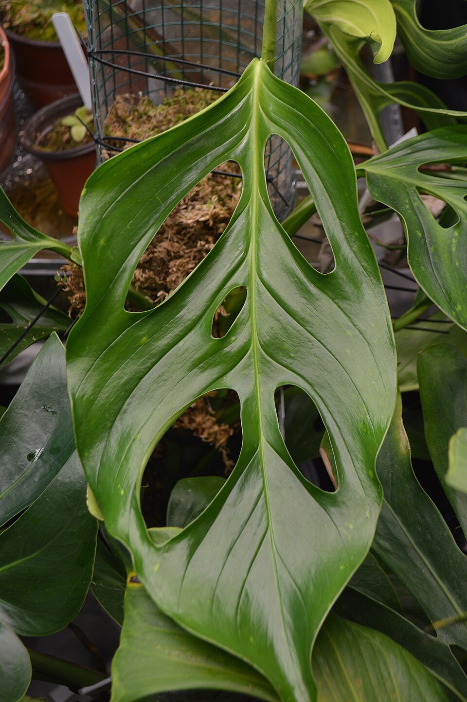 Acacoyaguensis Swiss-cheese vine (Monstera acacoyaguensis)