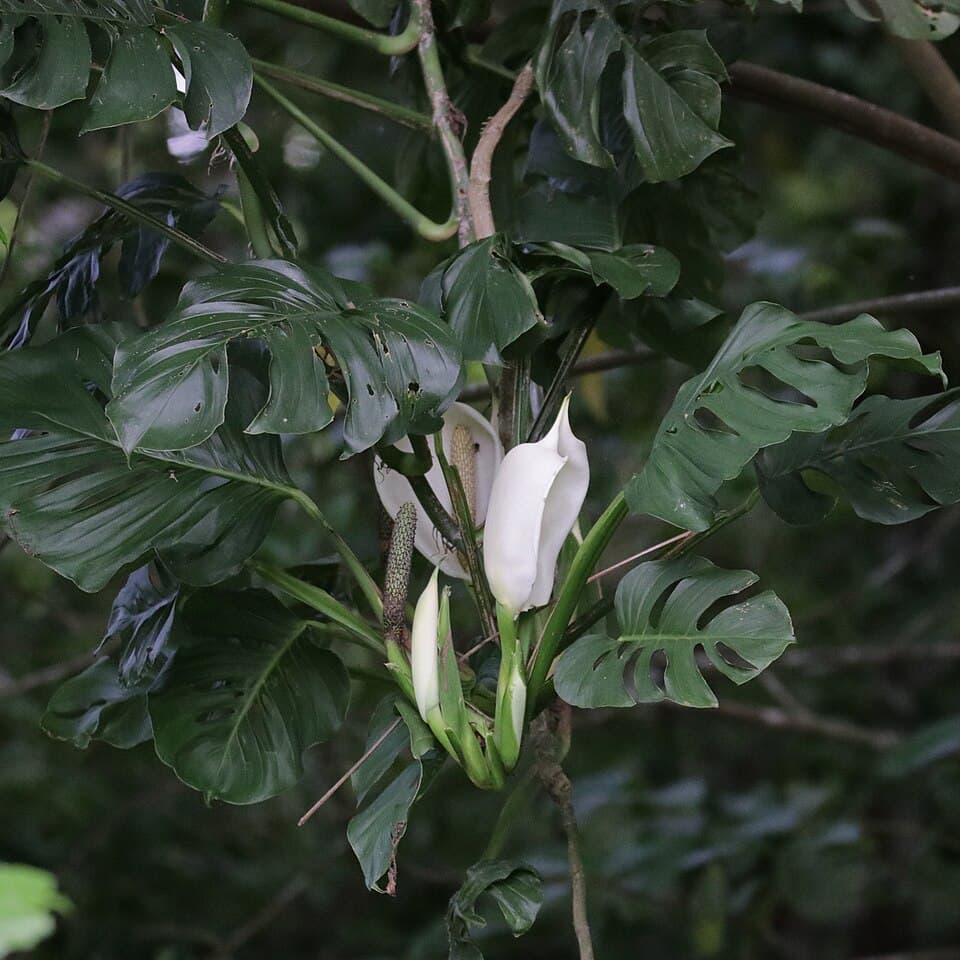 Swiss cheese vine (Monstera adansonii)