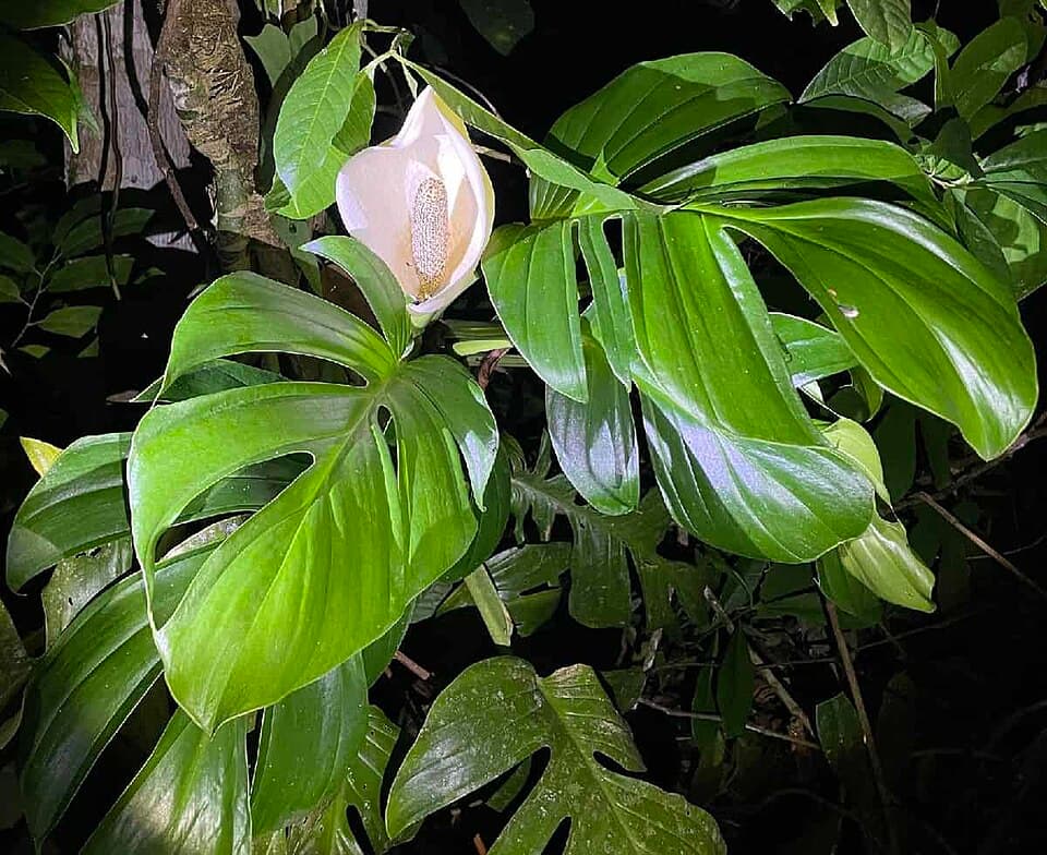 Monstera Dissecta (Monstera dissecta)
