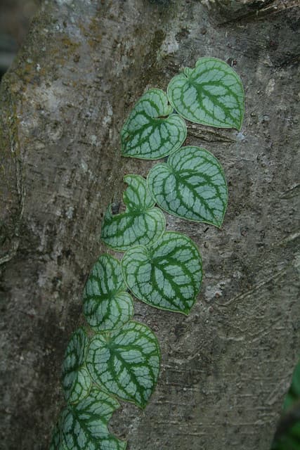Monstera Dubia (Monstera dubia)