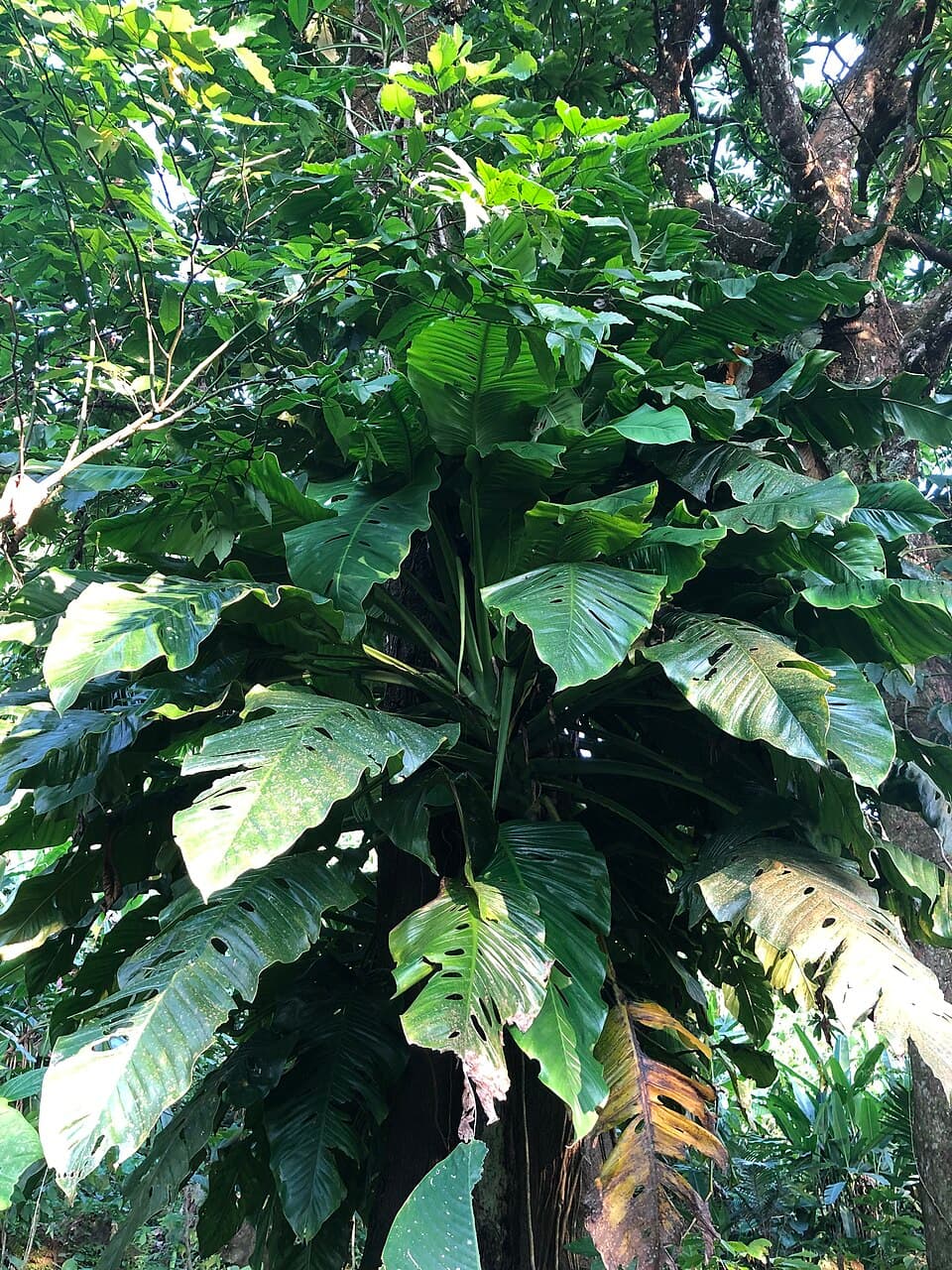 Monstera Egregia (Monstera egregia)