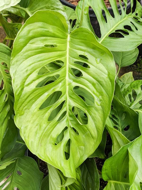 Monstera Lechleriana (Monstera lechleriana)
