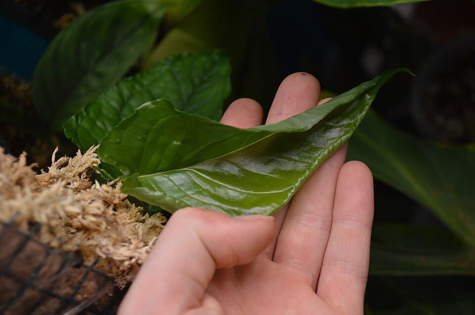 Monstera Membranacea (Monstera membranacea)