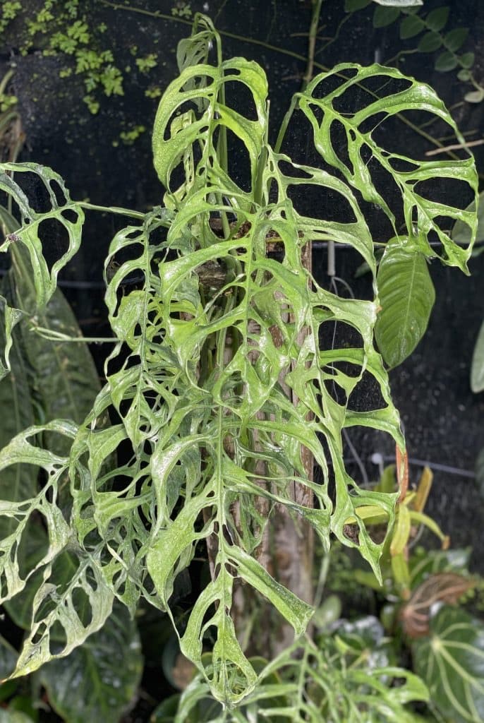 Monstera Obliqua (Monstera obliqua)