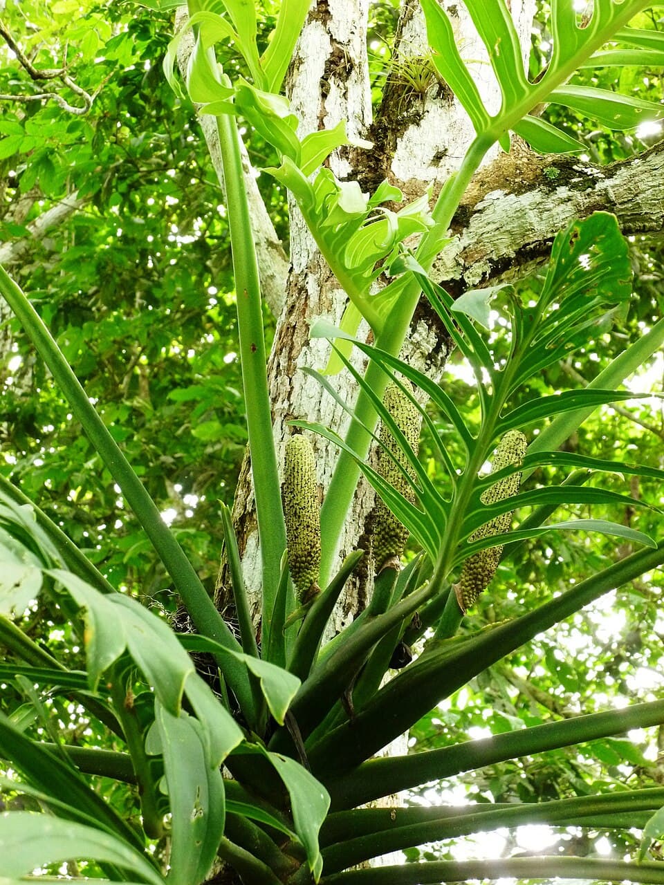 Real photograph of Monstera Pinnatipartita (Monstera pinnatipartita)