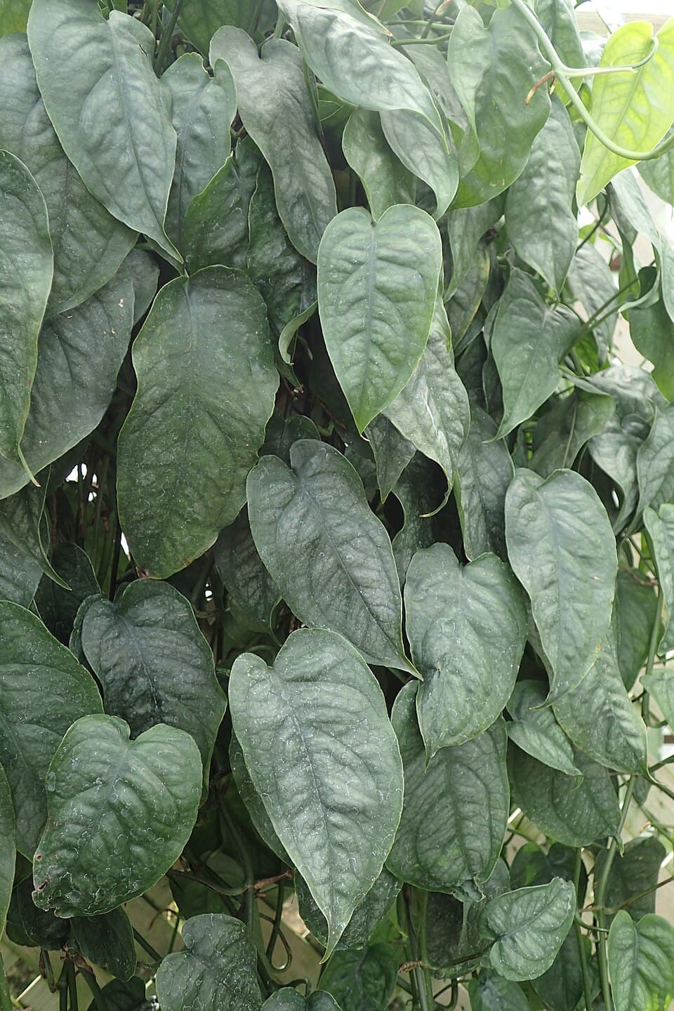 Monstera Siltepecana (Monstera siltepecana)