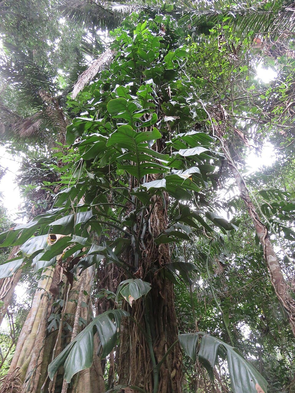 Monstera Spruceana (Monstera spruceana)