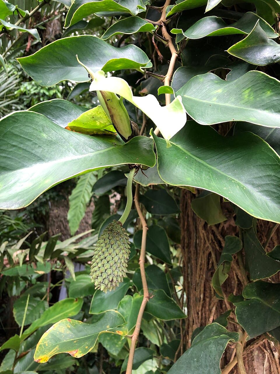 Monstera Tuberculata (Monstera tuberculata)