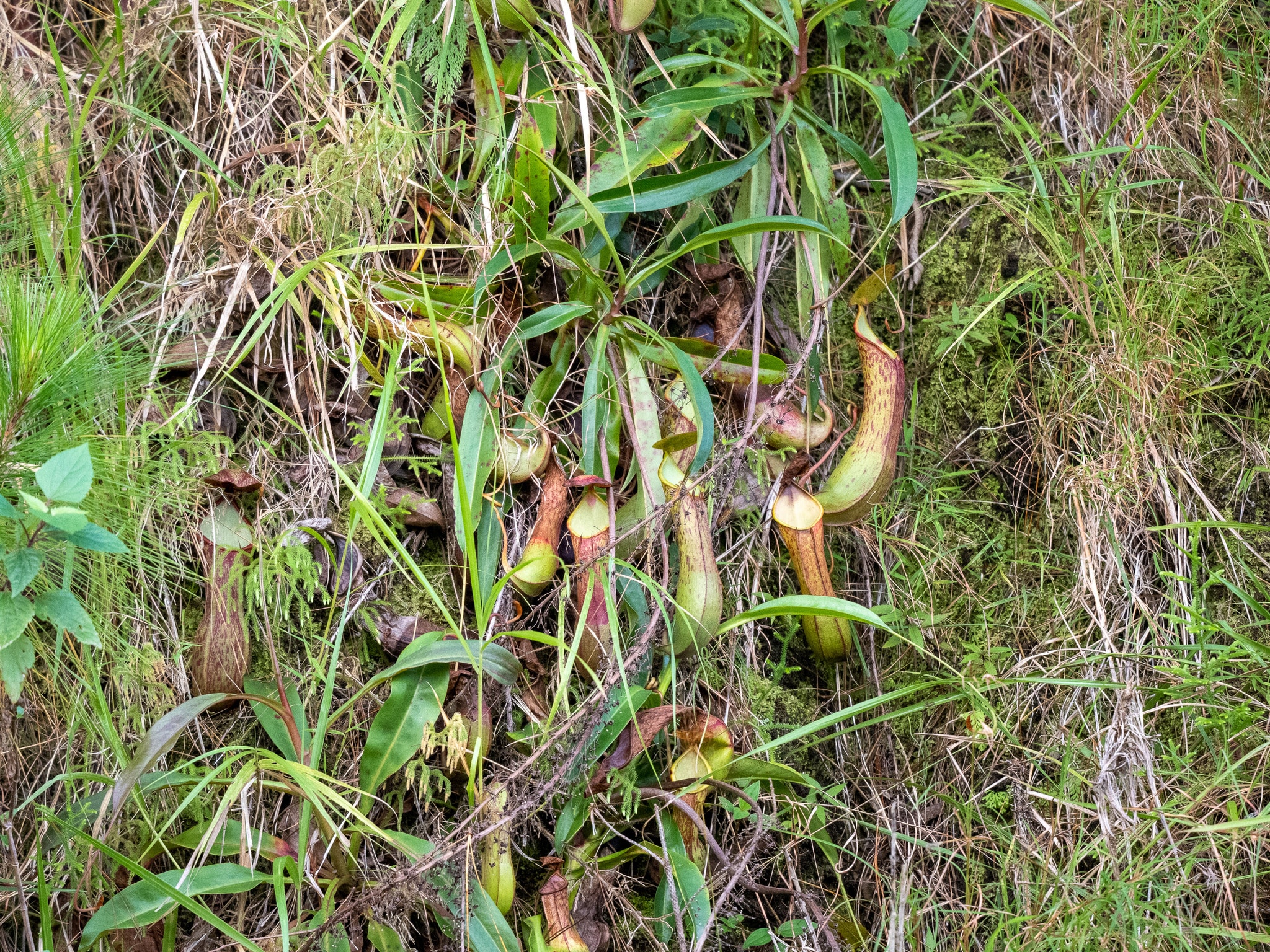 Alata tropical pitcher plant (Nepenthes alata)