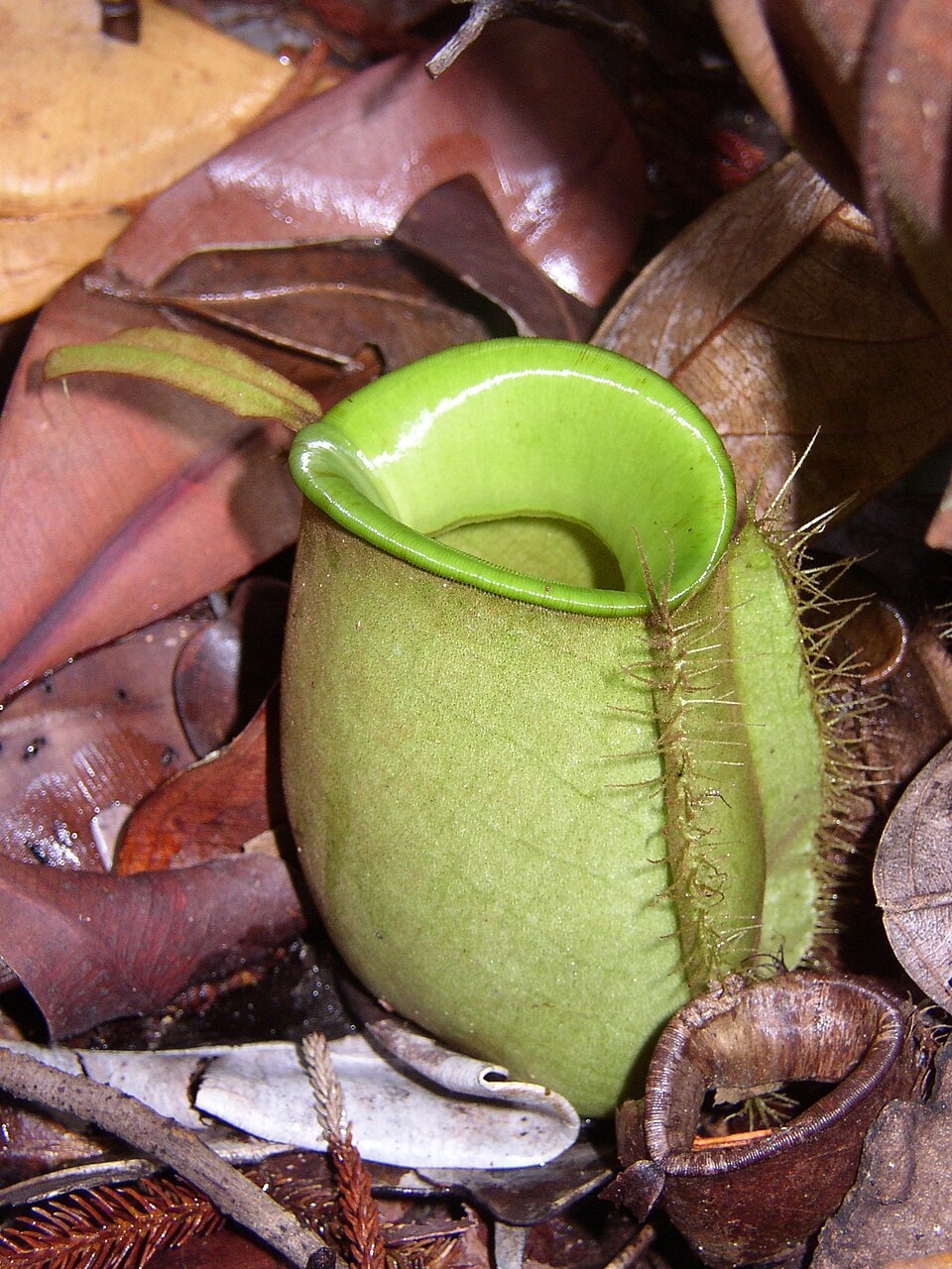 Ampullaria tropical pitcher plant (Nepenthes ampullaria)
