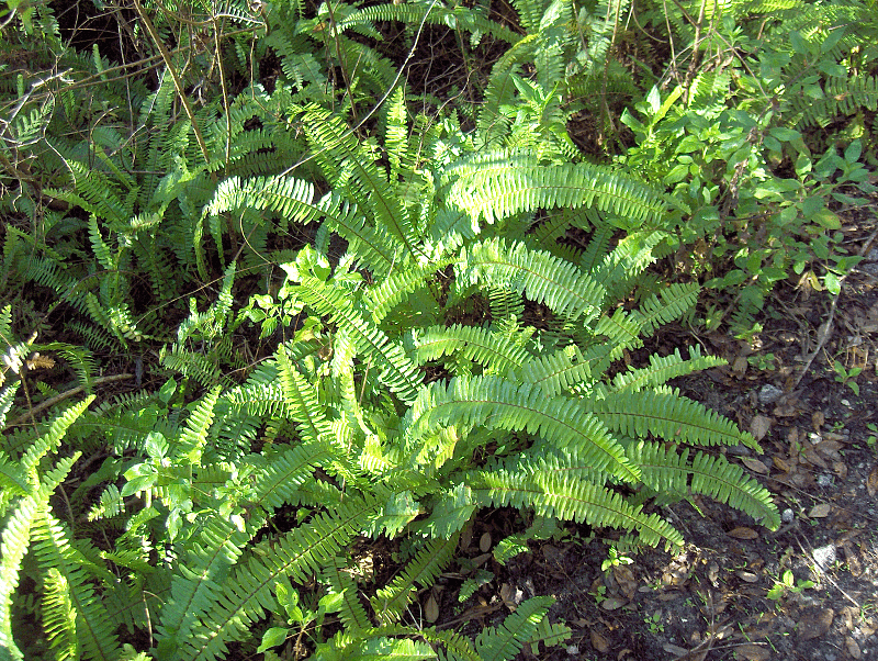 Real photograph of Boston fern (Nephrolepis exaltata)
