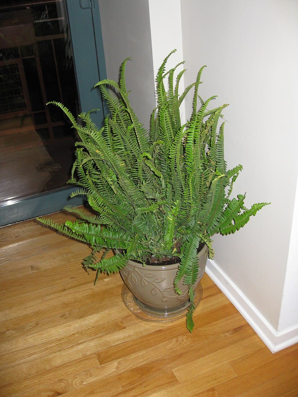 Real photograph of Nephrolepis Obliterata (Nephrolepis obliterata)